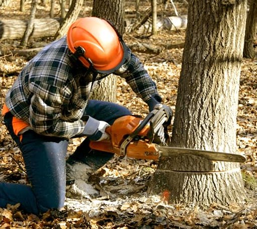Tree Removal in Arma, KS